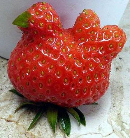 strawberry as chicken