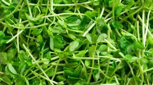 pea-shoots