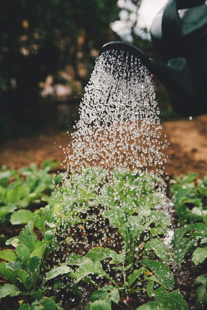 local food production