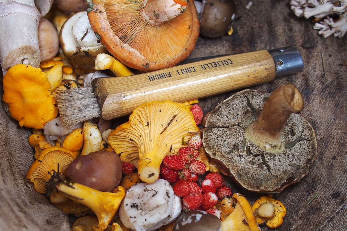 EATS Webinar - Medicinal Mushrooms: Uses, Benefits, and Extraction