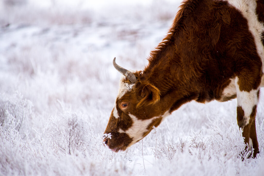 Local winter produce and food